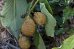 Bottlebrush buckeye